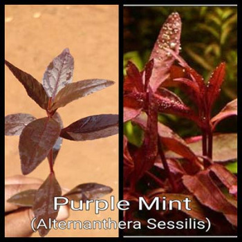 Purple Mint Live Aquarium Plant