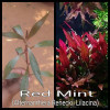 Red Mint Live Aquarium Plant