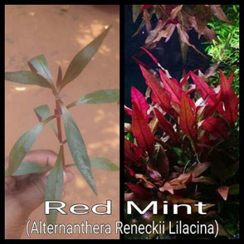 Red Mint Live Aquarium Plant