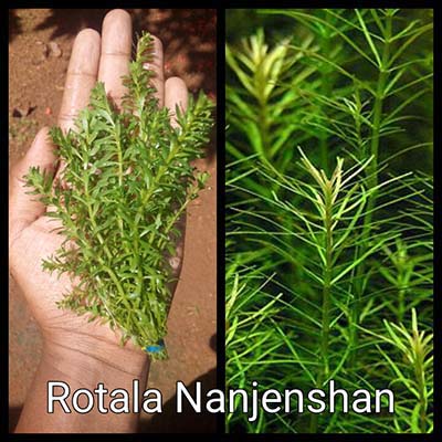 Rotala Nanjenshan Live Aquarium Plant