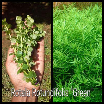 Rotala Rotundifolia Green Live Aquarium Plant
