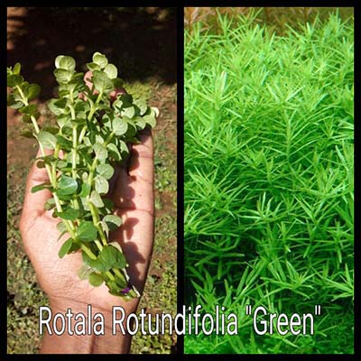 Rotala Rotundifolia Green Live Aquarium Plant