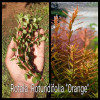 Rotala Rotundifolia Orange Live Aquarium Plant