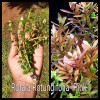 Rotala Rotundifolia Pink Live Aquarium Plant