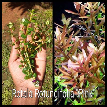 Rotala Rotundifolia Pink Live Aquarium Plant