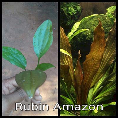 Rubin Amazon Live Aquarium Plant