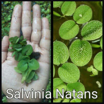 Salvinia Natans Live Aquarium Plant