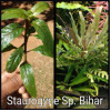Staurogyne Sp. Bihar Live Aquarium Plant