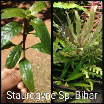 Staurogyne Sp. Bihar Live Aquarium Plant