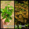 Staurogyne Sp Brown Live Aquarium Plant