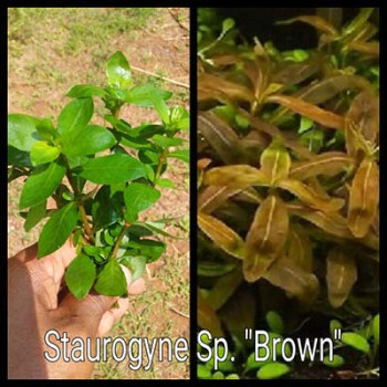 Staurogyne Sp Brown Live Aquarium Plant