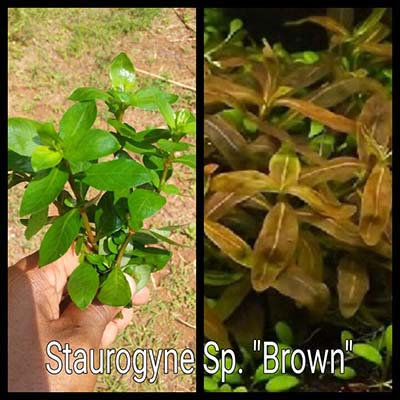 Staurogyne Sp Brown Live Aquarium Plant