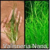 Valisneria Nana Live Aquarium Plant