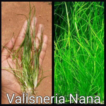 Valisneria Nana Live Aquarium Plant