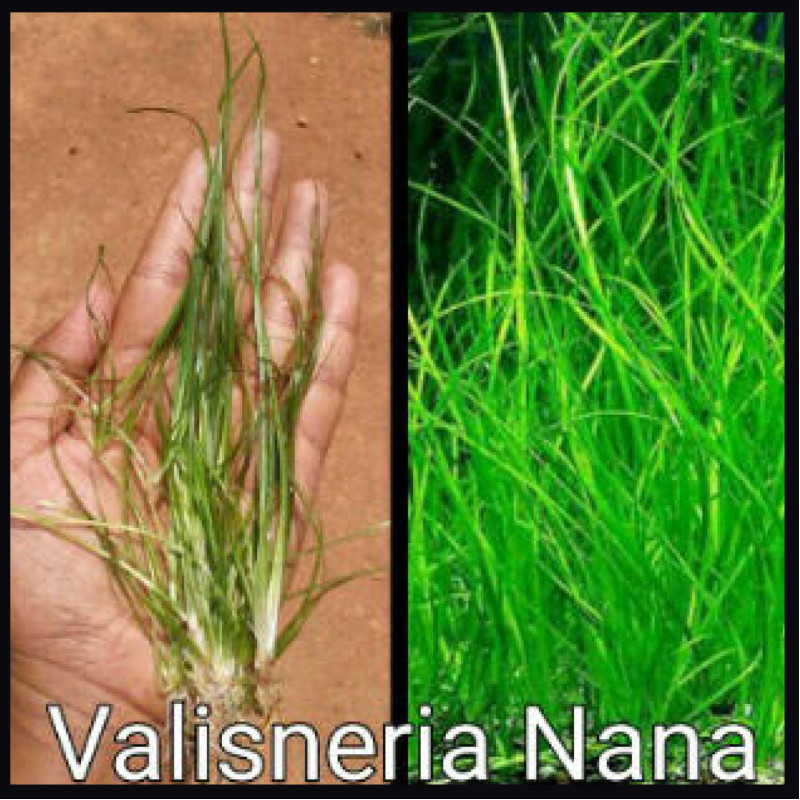 Valisneria Nana Live Aquarium Plant