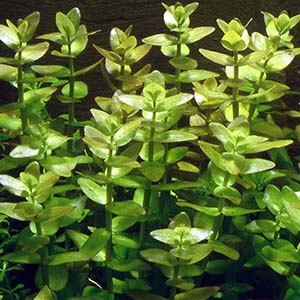 Bacopa Caroliniana Live Aquarium Plant