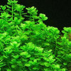 Bacopa Monniera Live Aquarium Plant
