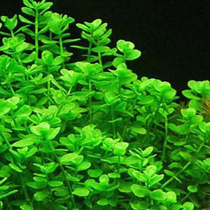 Bacopa Monniera Live Aquarium Plant