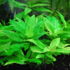Corymbosa Compacta Live Aquarium Plant