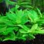Corymbosa Compacta Live Aquarium Plant