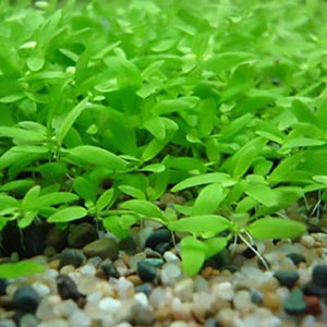 Elatine Triandra Live Aquarium Plant