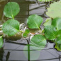 Floating Ludwigia Live Aquarium Plant