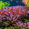 Glandulosa Live Aquarium Plant