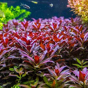 Glandulosa Live Aquarium Plant