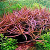 Higrophila Tiger Live Aquarium Plant
