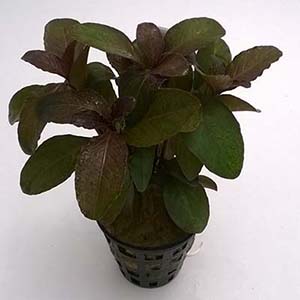 Hygrophila Sp. Quadrivalvis Apple Red Live Aquarium Plant
