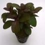 Hygrophila Sp. Quadrivalvis Apple Red Live Aquarium Plant