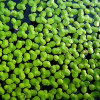 Lemna Major Live Aquarium Plant