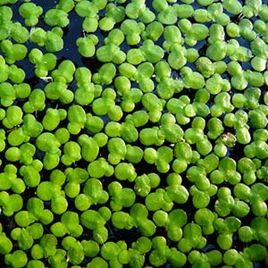 Lemna Major Live Aquarium Plant