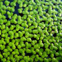 Lemna Major Live Aquarium Plant
