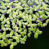 Lemna Minor Live Aquarium Plant