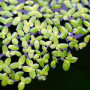 Lemna Minor Live Aquarium Plant