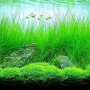Long Hair Grass Live Aquarium Plant