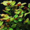Ludwigia Ovalis Live Aquarium Plant