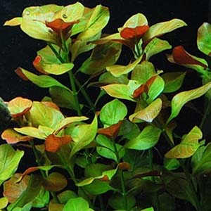 Ludwigia Ovalis Live Aquarium Plant