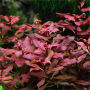 Ludwigia Sp. Mini Super Red Live Aquarium Plant