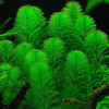 Parrots Fin Live Aquarium Plant