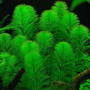 Parrots Fin Live Aquarium Plant