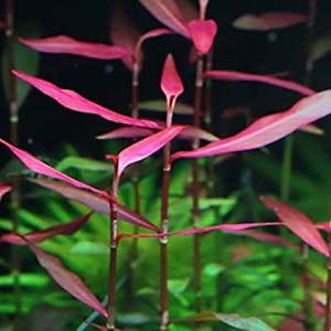 Polygonum Sp.Pink Live Aquarium Plant