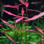 Polygonum Sp.Pink Live Aquarium Plant