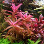 Polygonum Sp.Sao Paulo Red Live Aquarium Plant