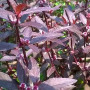 Purple Mint Live Aquarium Plant