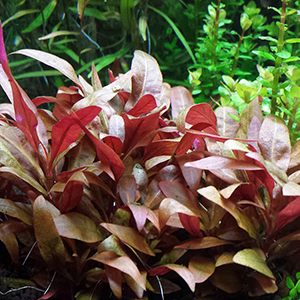 Red Mint Live Aquarium Plant