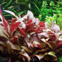 Red Mint Live Aquarium Plant