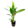 Rubin Amazon Live Aquarium Plant