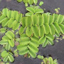 Salvinia Natans Live Aquarium Plant